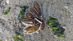 Halosaccion glandiforme