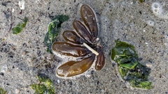 Halosaccion glandiforme