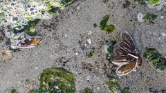 Halosaccion glandiforme