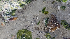 Halosaccion glandiforme