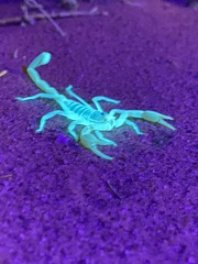 Centruroides sculpturatus