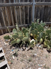 Opuntia