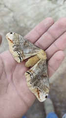 Arsenura polyodonta