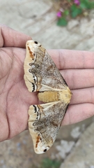 Arsenura polyodonta