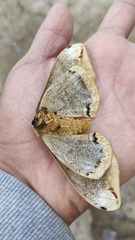 Arsenura polyodonta