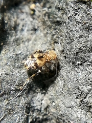 Pteroxanium kelloggi