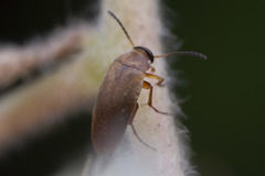 Anaspis