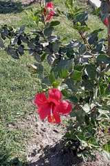 Hibiscus rosa-sinensis