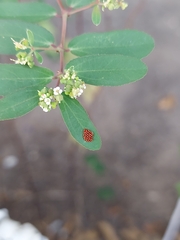 Insecta