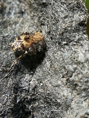 Pteroxanium kelloggi