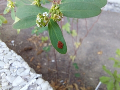 Insecta