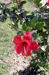 Hibiscus rosa-sinensis
