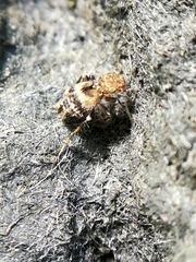 Pteroxanium kelloggi
