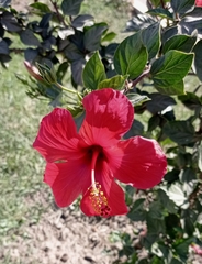 Hibiscus rosa-sinensis