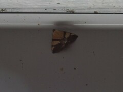 Eulepidotis julianata