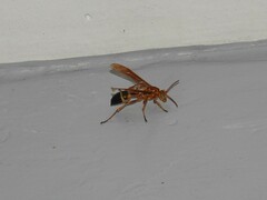 Agelaia constructor
