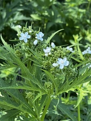 Napaea dioica