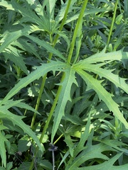 Napaea dioica