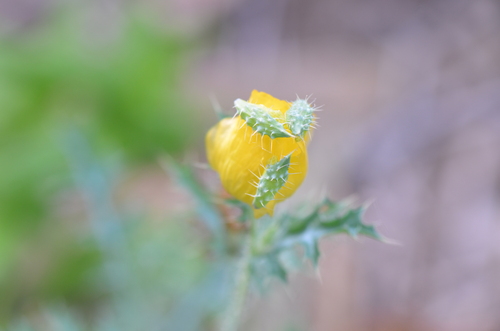 Golden pricklypoppy (Argemone aenea)