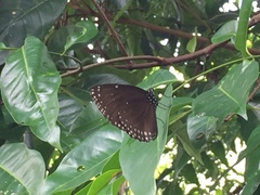 Euploea klugii erichsonii