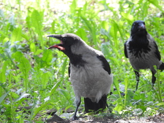 Corvus cornix