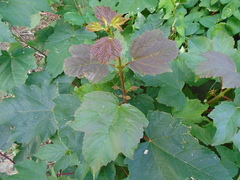 Acer pseudoplatanus