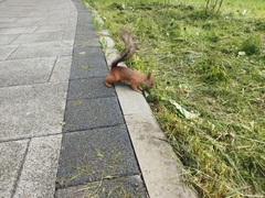 Sciurus vulgaris
