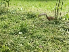 Sciurus vulgaris