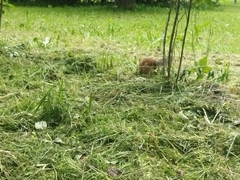 Sciurus vulgaris