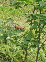 Sciurus vulgaris