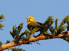 Crithagra dorsostriata