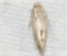 Opostegidae