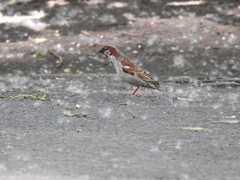 Passer domesticus