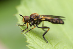 Eudioctria sackeni