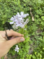 Hesperis matronalis