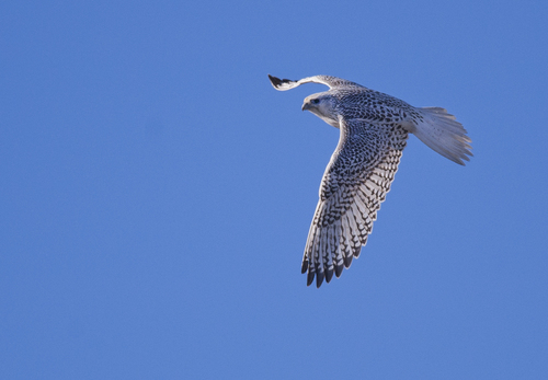 Gyrfalcon