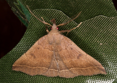 Pechipogo plumigeralis