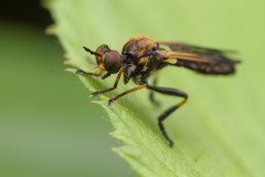 Eudioctria sackeni