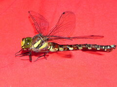 Caliaeschna microstigma