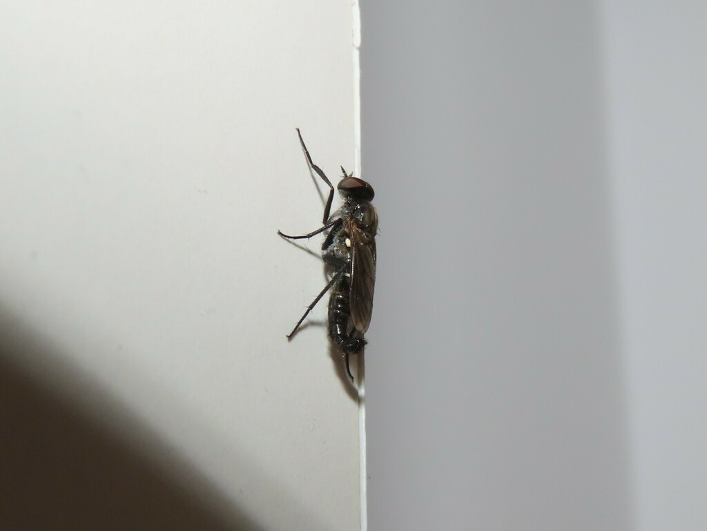 Salentia xestomyzina