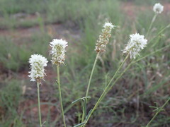 Dalea multiflora