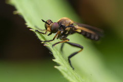 Eudioctria sackeni