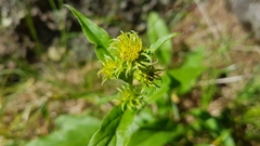 Solidago virgaurea minuta