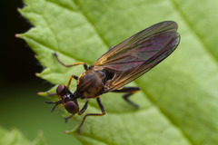 Eudioctria sackeni