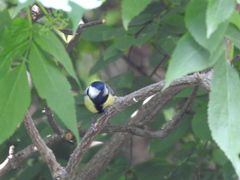 Parus major