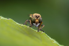 Eudioctria sackeni