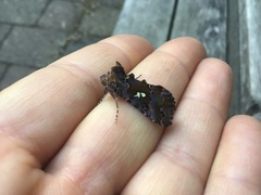 Autographa corusca