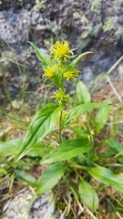 Solidago virgaurea minuta