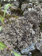 Sphaerophorus fragilis