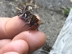 Autographa corusca